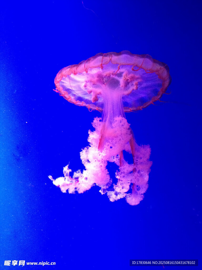 梦幻水母在蓝色海洋中游动