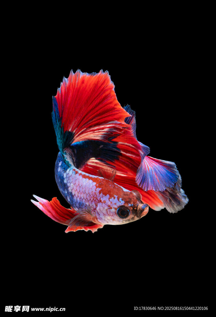 海洋生物