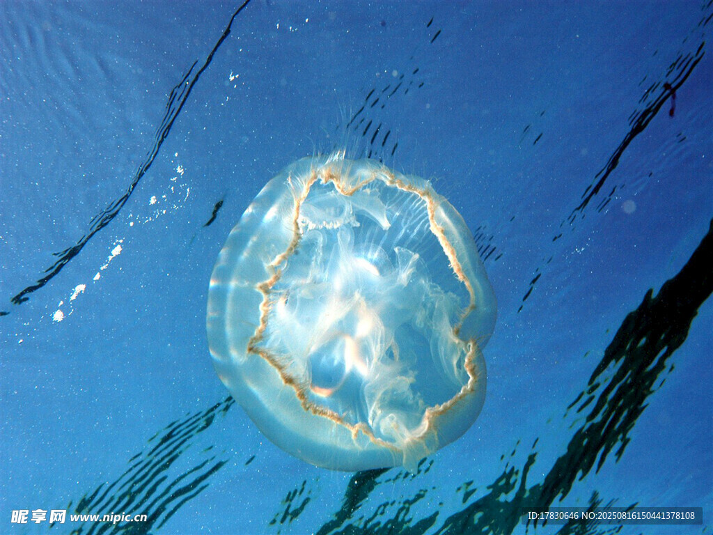 海中发光水母