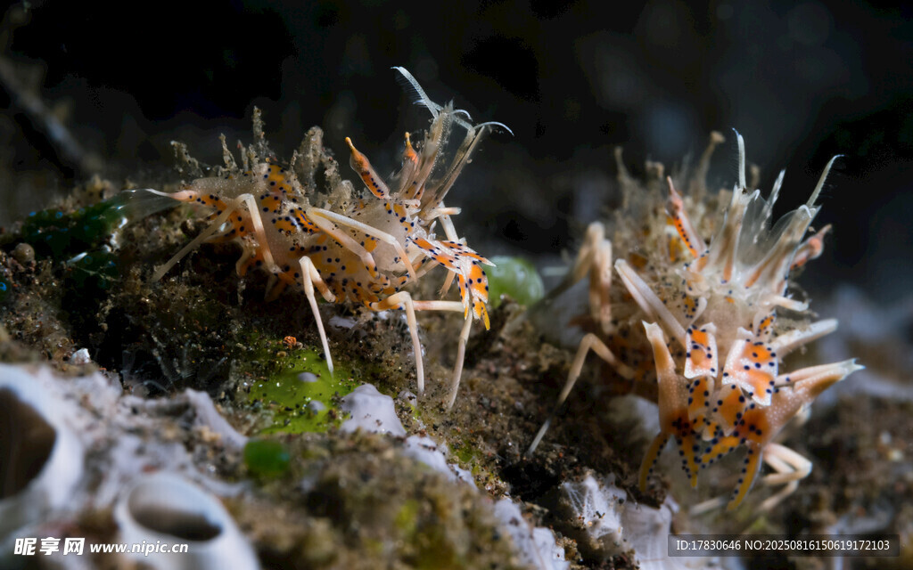 海底奇异海胆生物特写