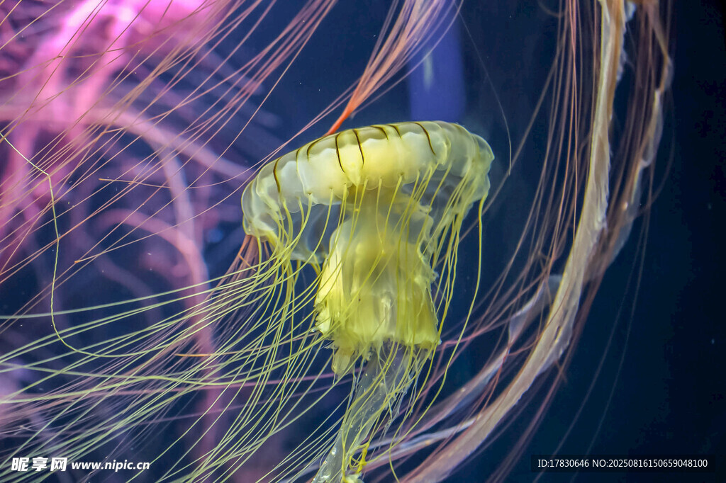海洋生物