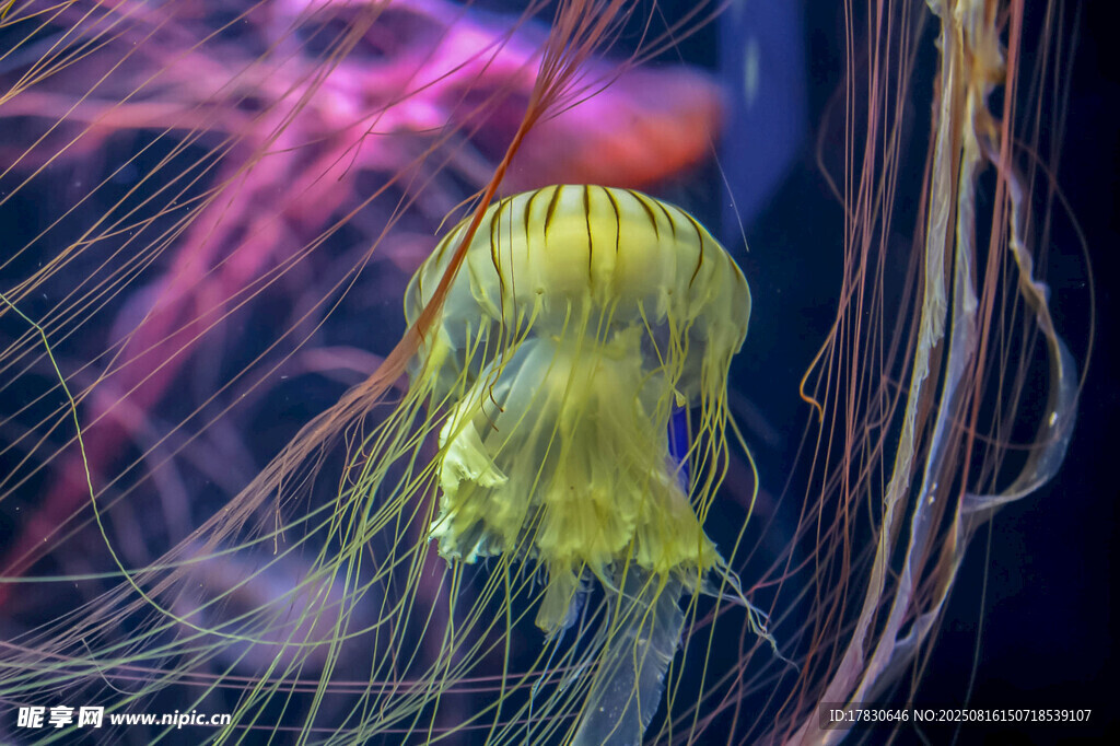 海洋生物