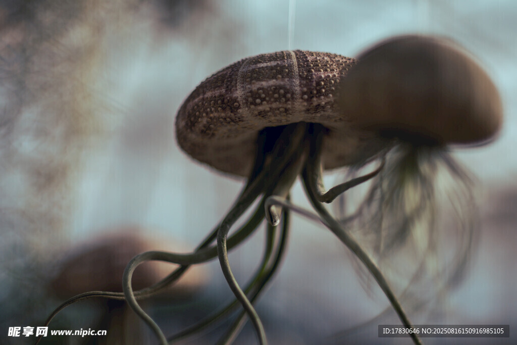 海洋生物