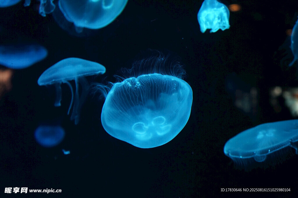 梦幻蓝水母在水中飘逸