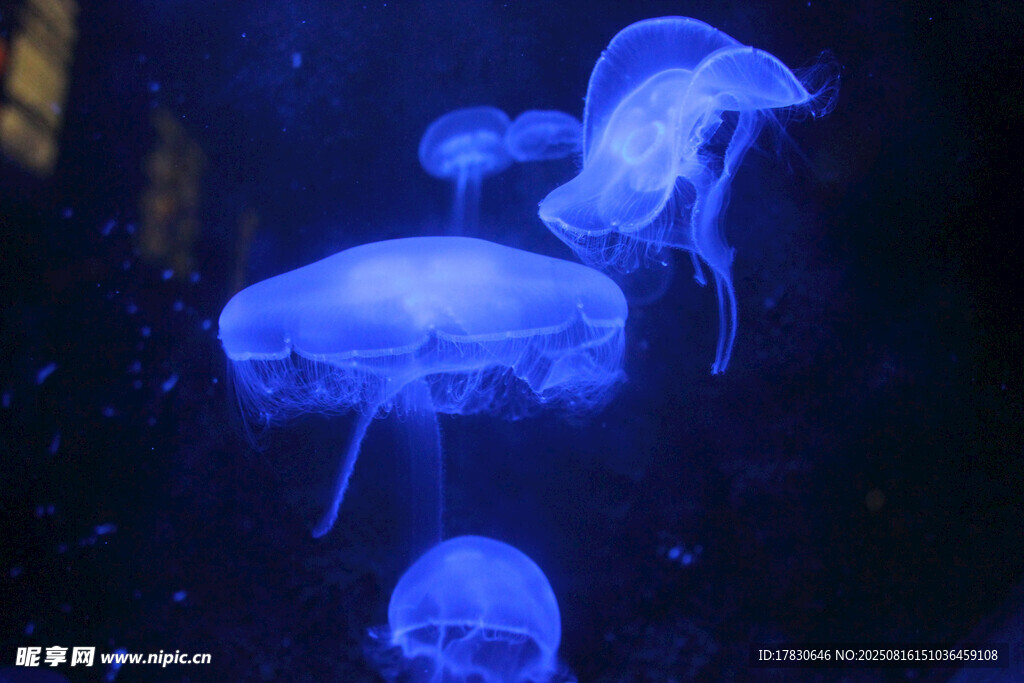 梦幻水母在水中悠然游动