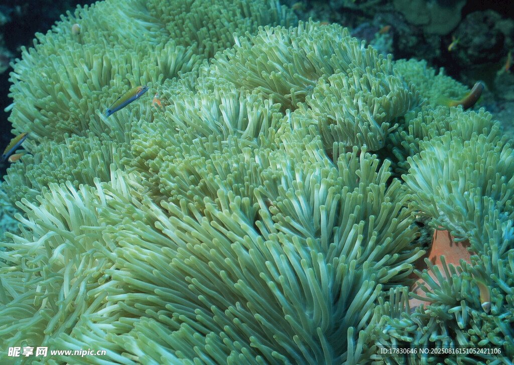 海底茂密海草景观