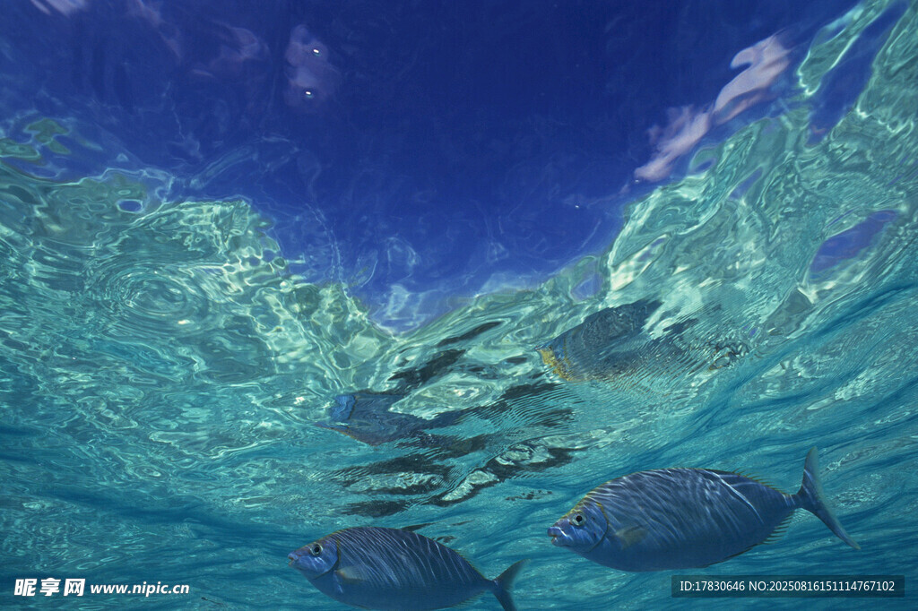 海底鱼群的梦幻水下世界