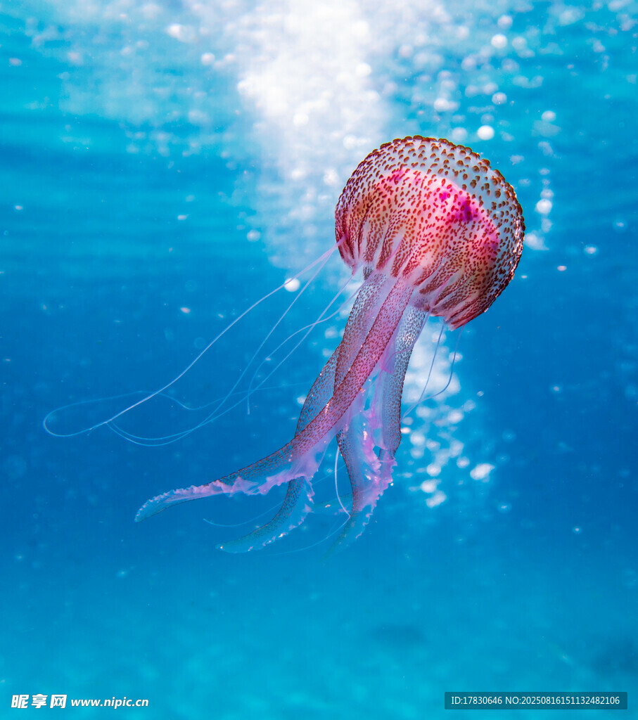 梦幻水母在蓝色海洋中游动