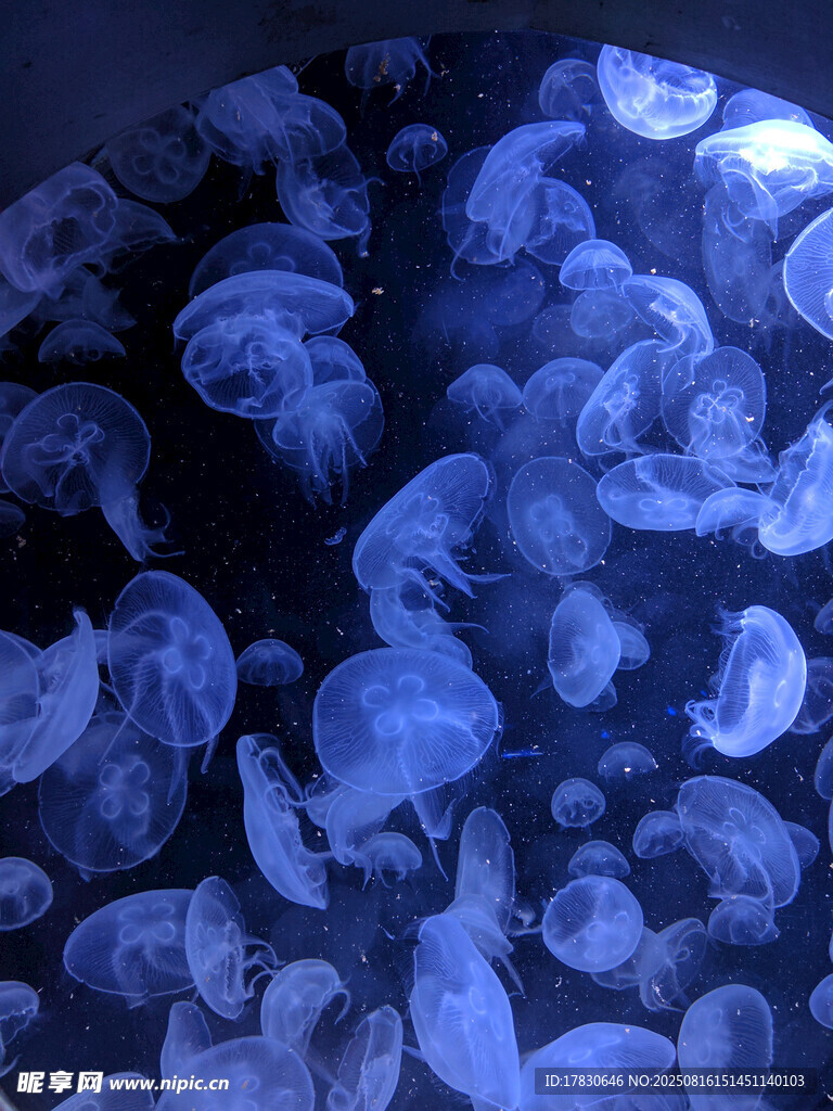 海洋生物