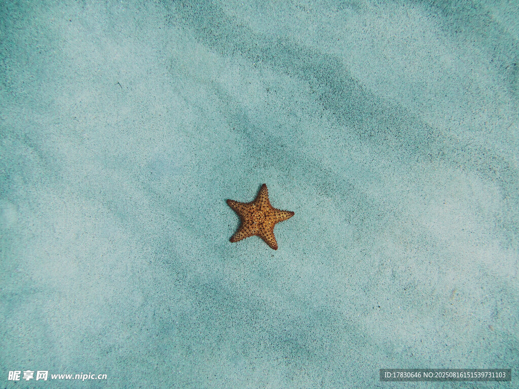 浅蓝背景上的孤独海星
