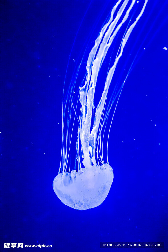梦幻水母在蓝色海洋中游动