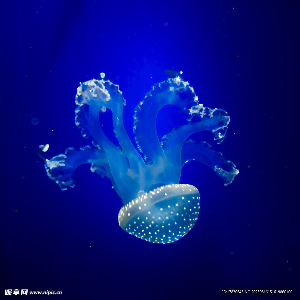 梦幻蓝色水母在水中舞动