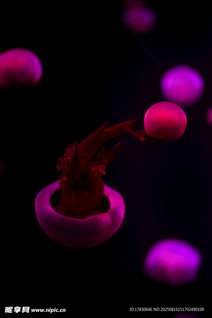 梦幻紫色水母在水中游动