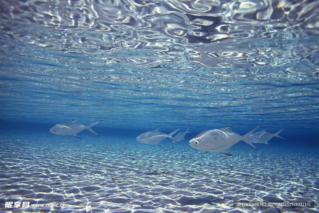海底游动的银色小鱼