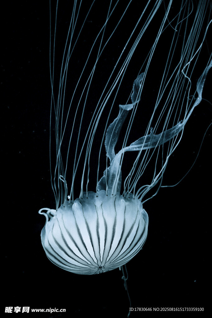 海洋生物
