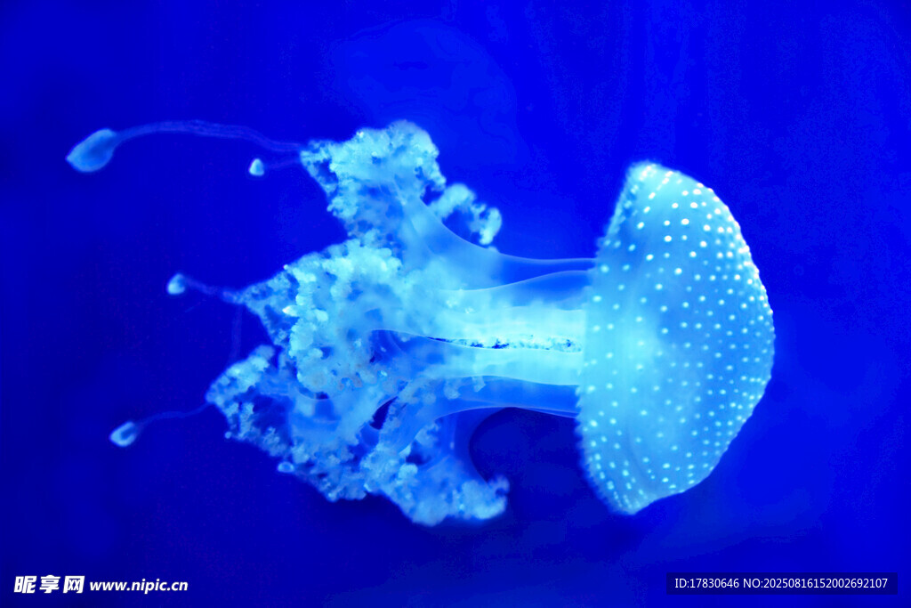 梦幻水母在蓝色海洋中游动