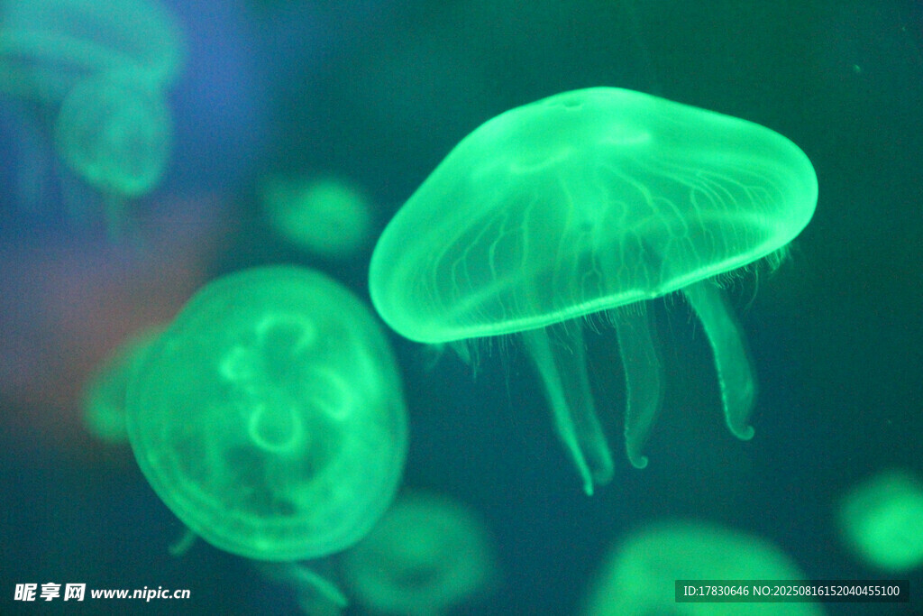梦幻绿色水母在水中游动