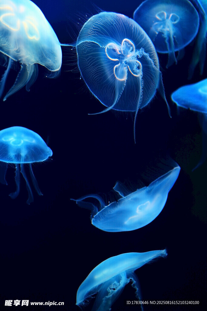 梦幻水母在深海中游动