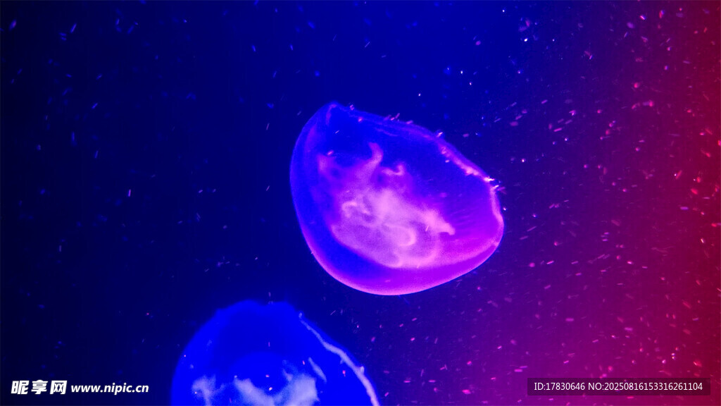 梦幻水母在水中悠然游动