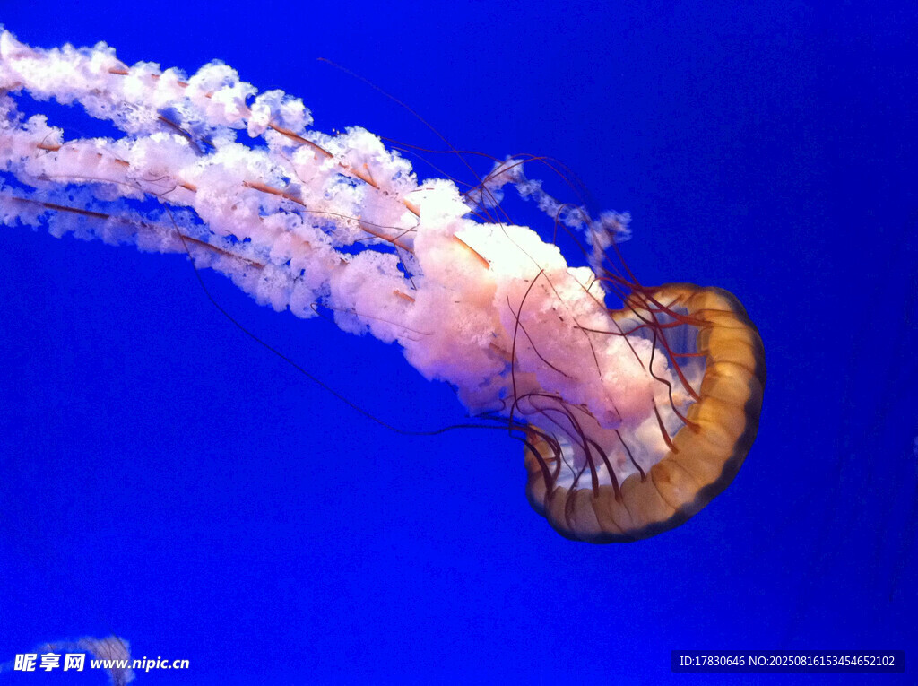 梦幻水母在蓝色海洋中游动