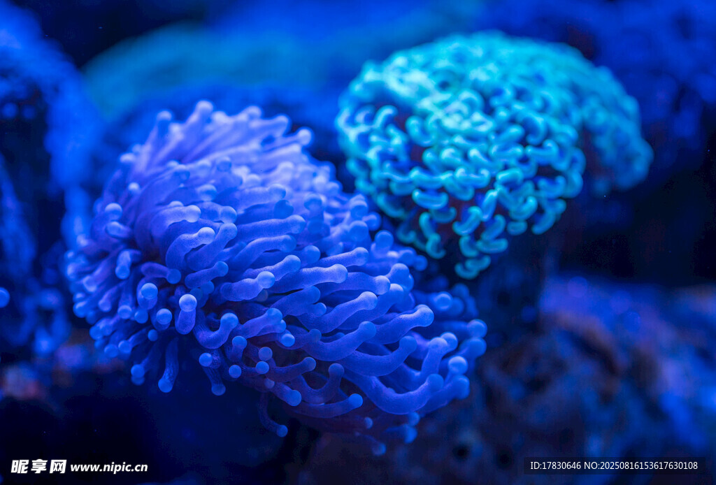 荧光下的绚丽珊瑚