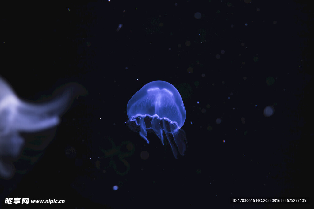 深海中的梦幻蓝色水母
