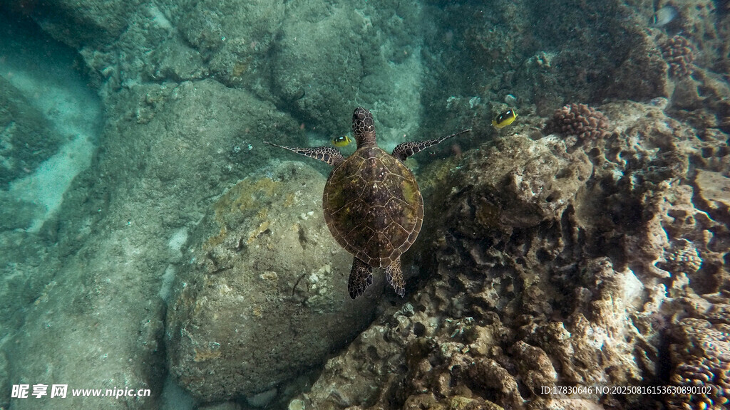 海底礁石旁的奇异生物