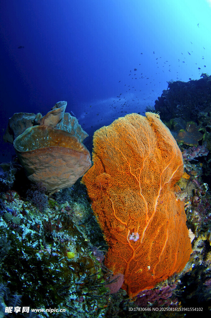 海底橙色海绵珊瑚景观