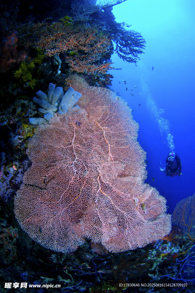 海底巨大珊瑚与潜水者