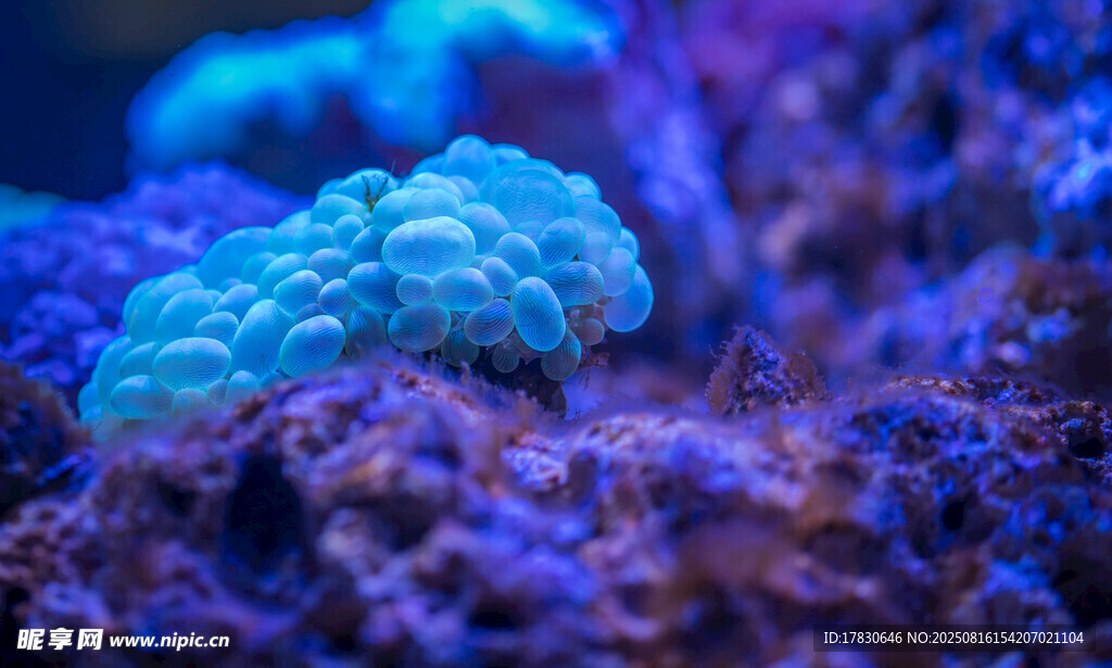 梦幻海底珊瑚