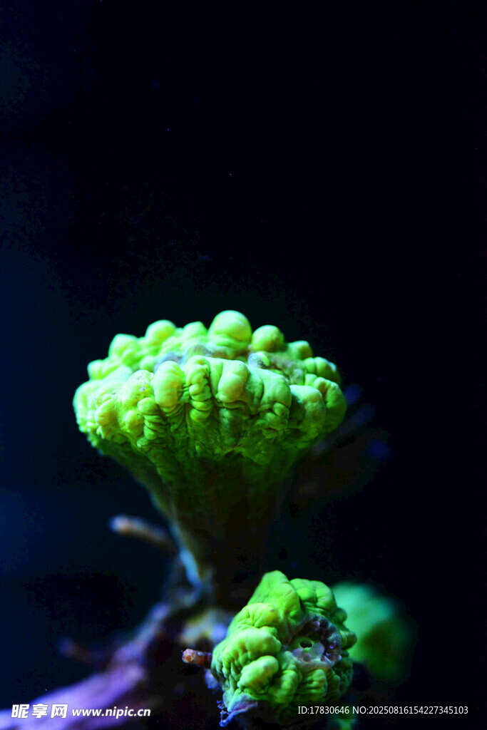 荧光绿珊瑚特写