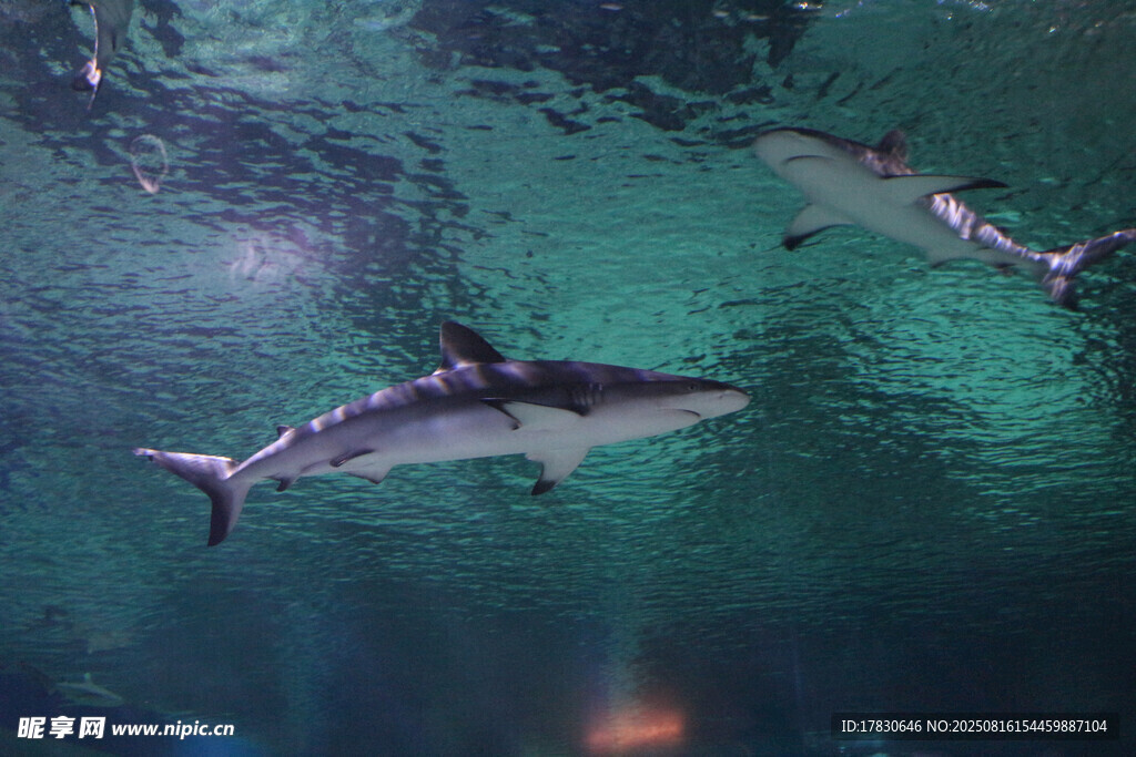 水族馆中游动的灰鲨鱼