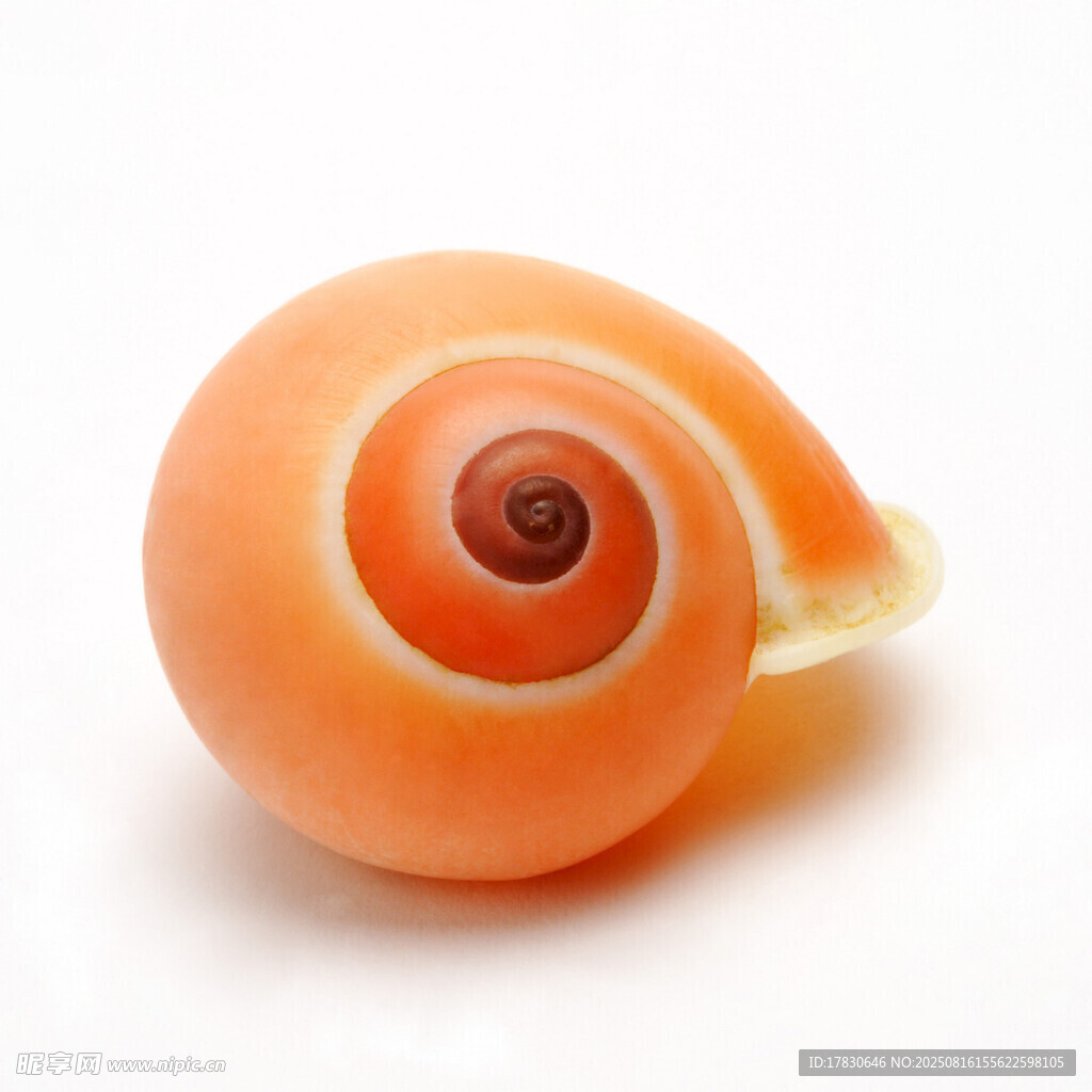 橙色螺旋贝壳特写