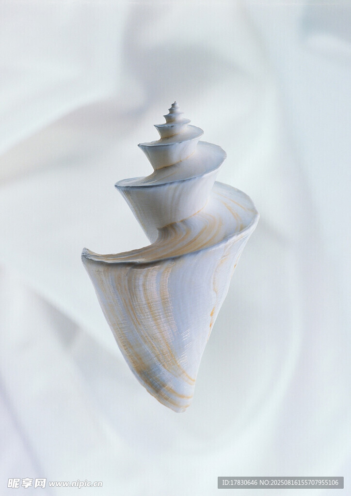 精致海螺特写