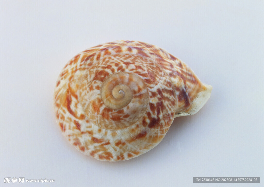 精美花纹海螺