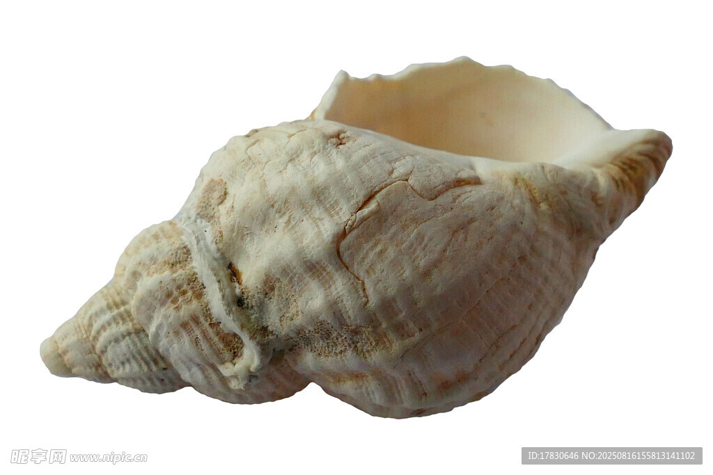 独特海螺贝壳特写