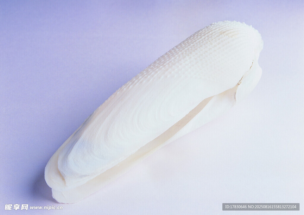 白色贝壳特写