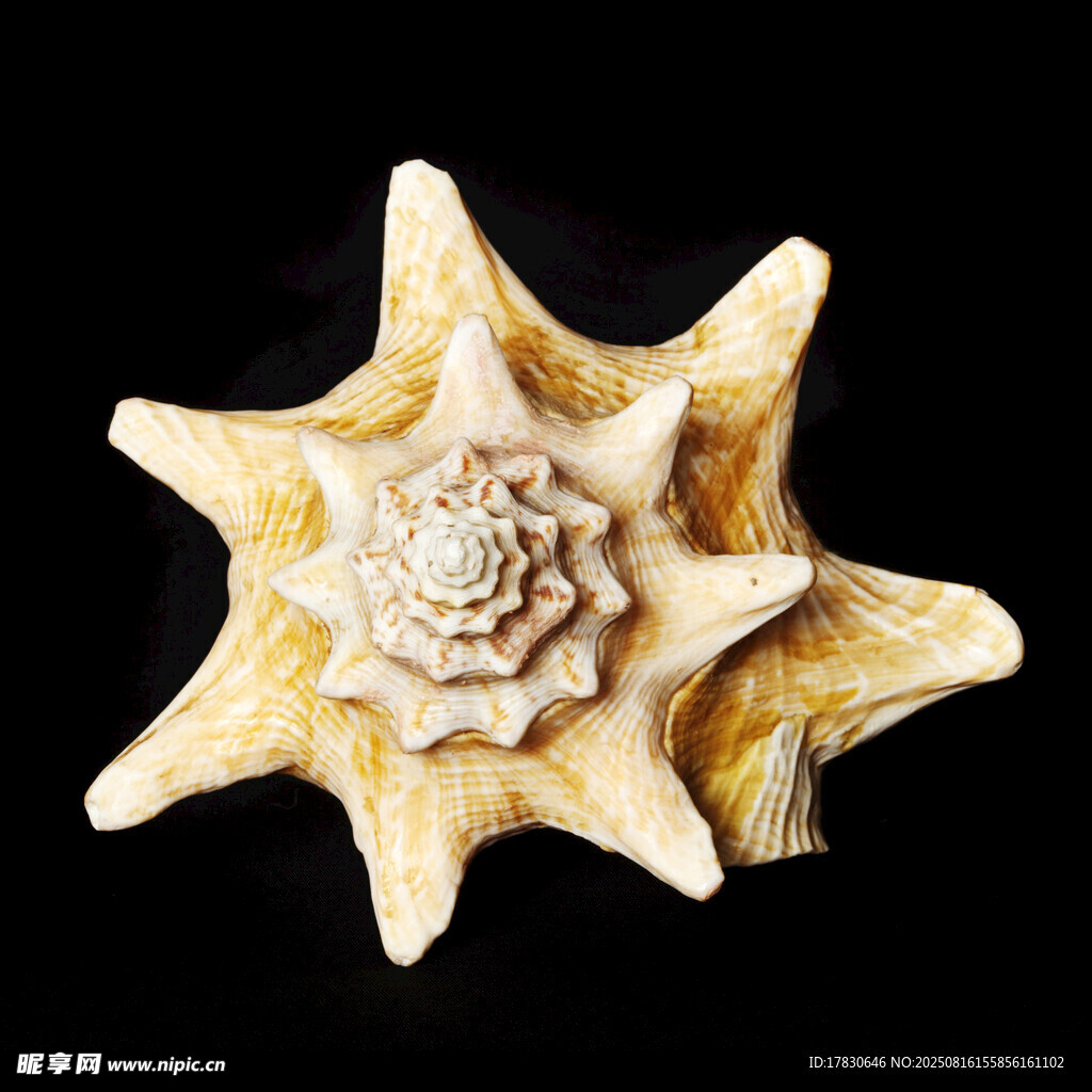 星形海螺特写
