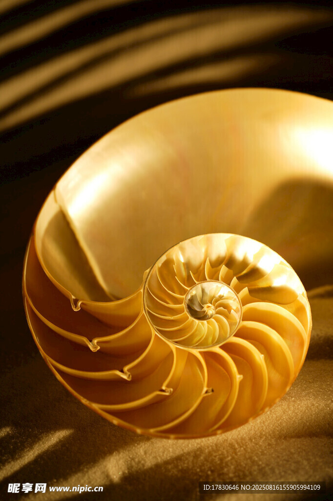 金色鹦鹉螺特写