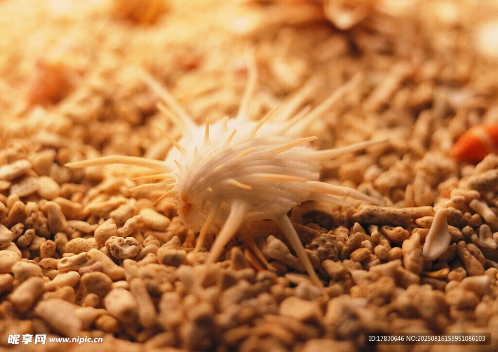 沙中带刺的奇特小生物