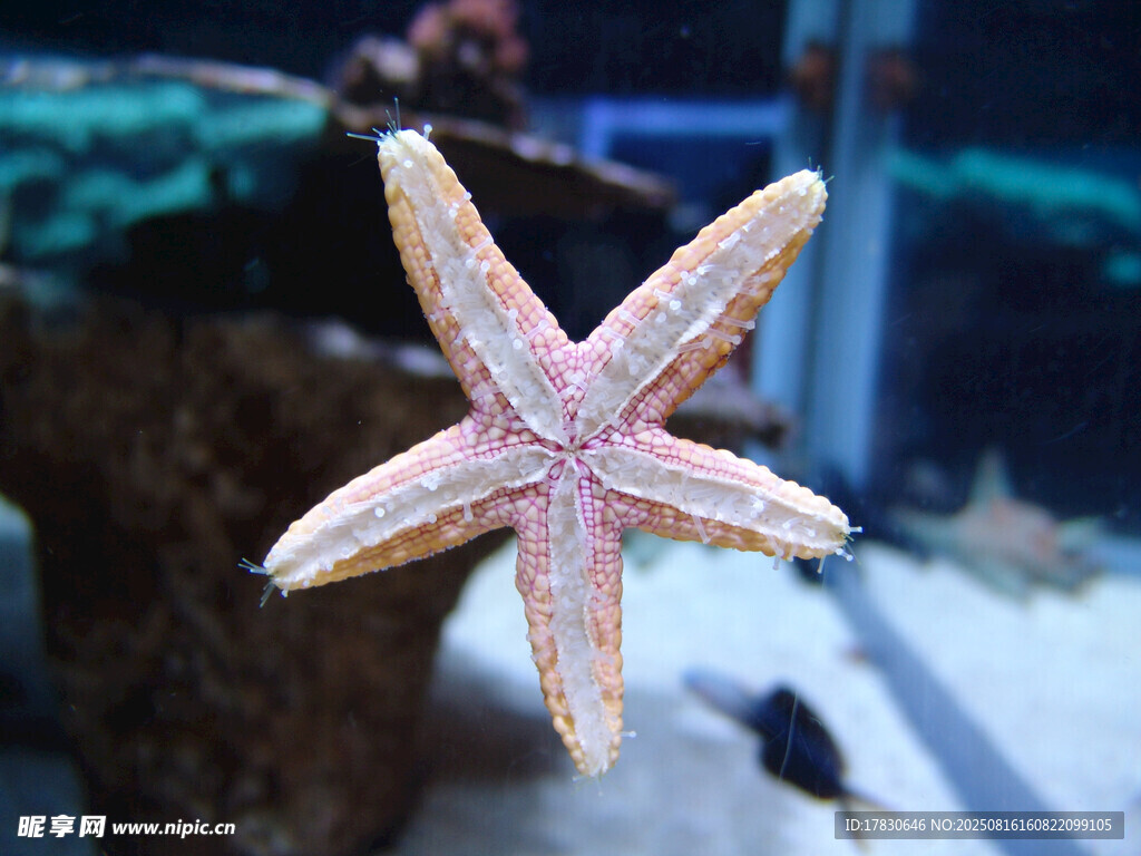 水族馆中的美丽海星