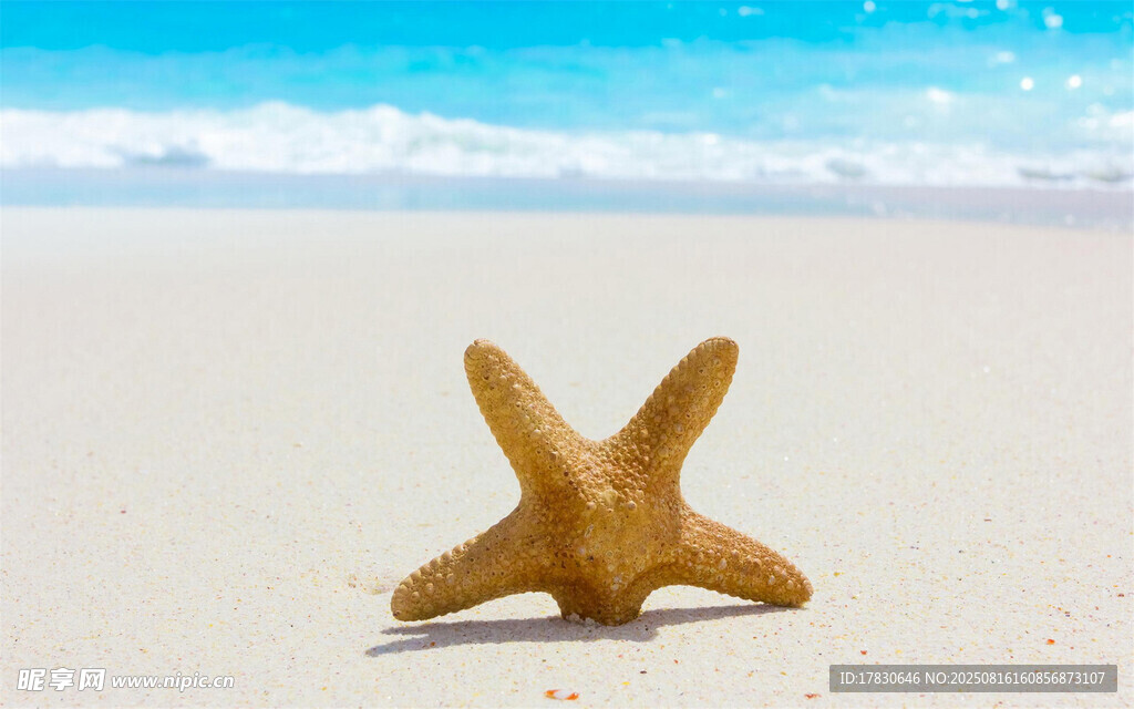 沙滩上的海星