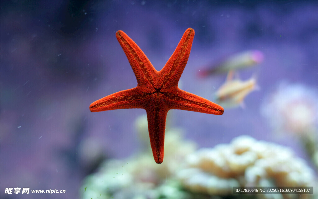 红色海星于珊瑚间