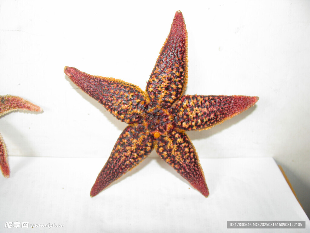 多彩海星特写