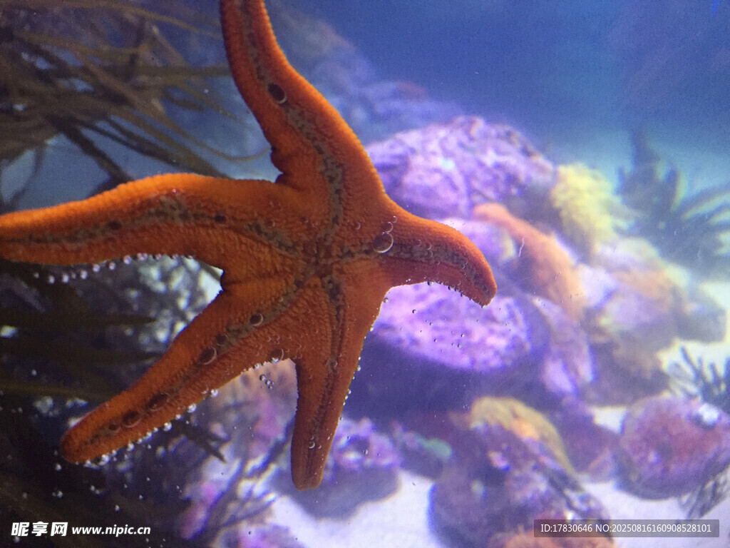 海底的橙色海星