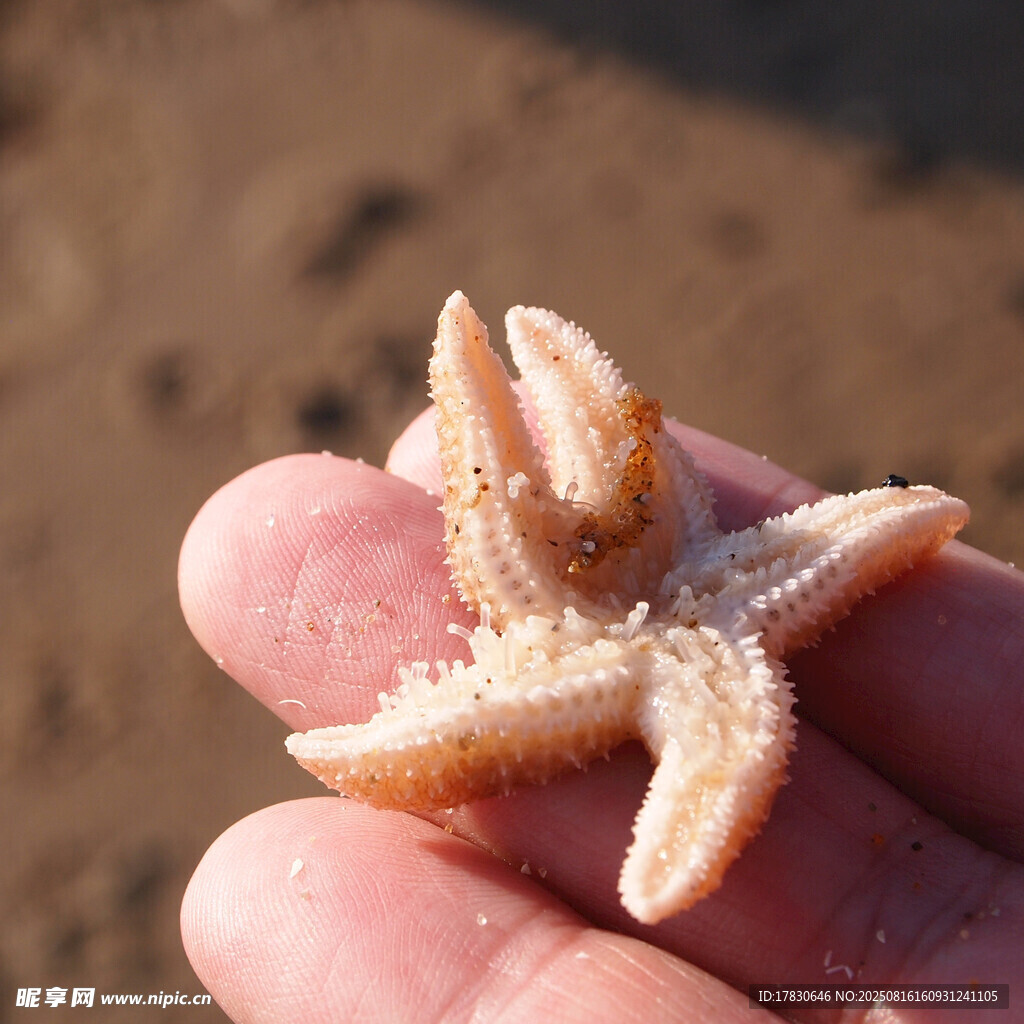 手中的迷你海星
