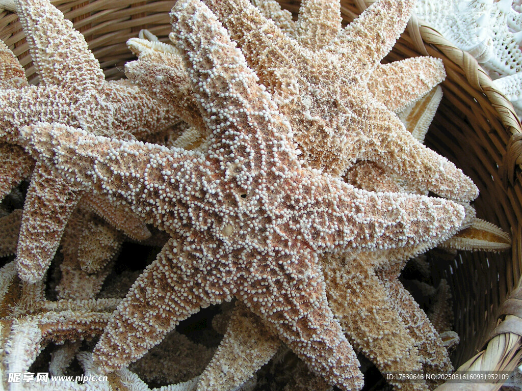 篮子里的多彩海星