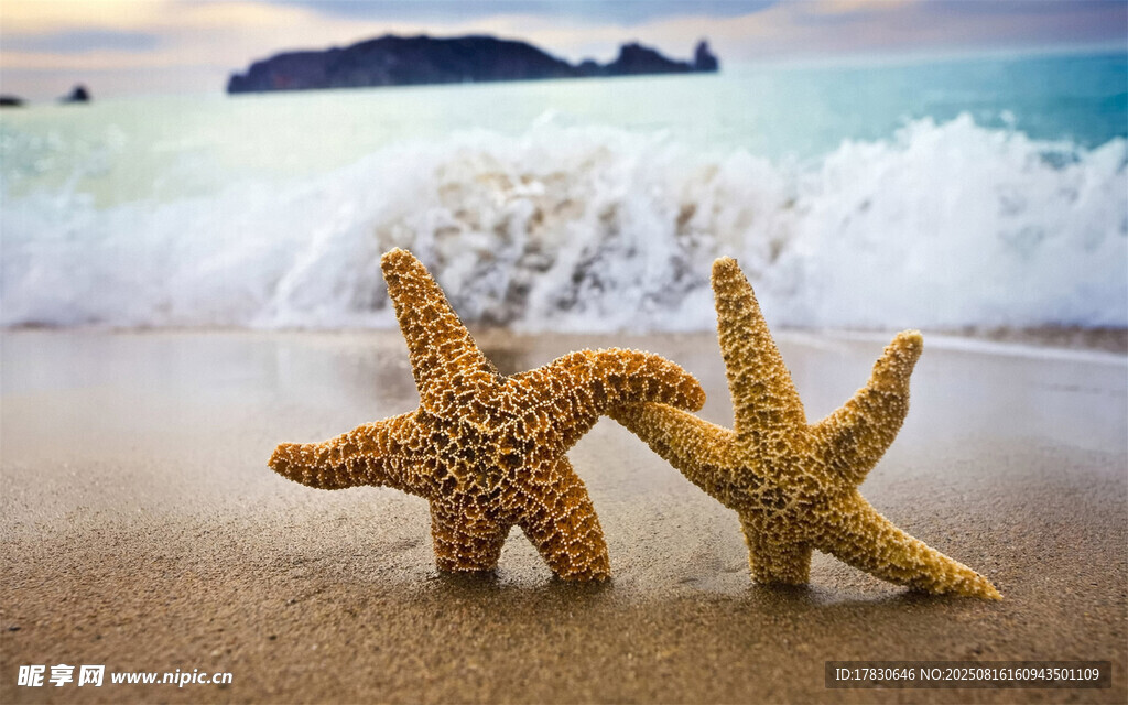 沙滩上的两只海星