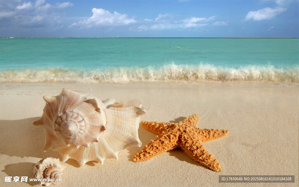 海滩上的海星与贝壳
