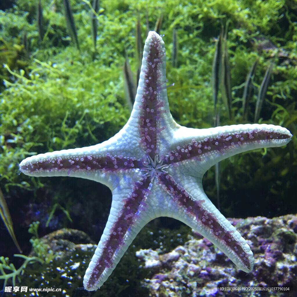 海底海星置身繁茂绿植间